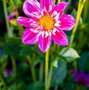 Meet your Posher, Dlou